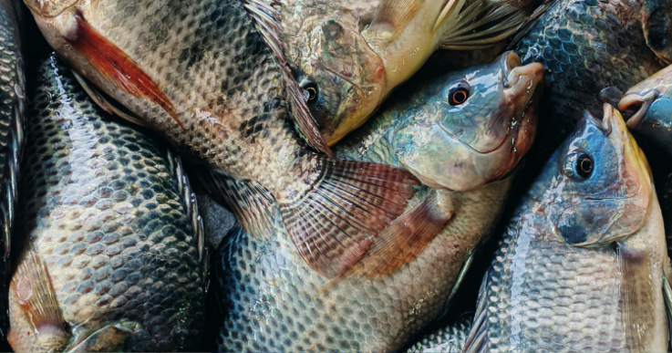 Entrega do peixe da Semana Santa em Pedra Lavrada acontece nesta quarta